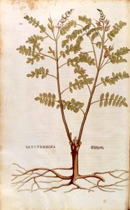 Édesgyökér vagy édesgyökér (Glycyrrhiza glabra) Leonhart Fuchstól a De historia stirpium commentarii insignes (Nevezetes megjegyzések a növények történetéhez) színes metszet alkotó: Leonhard Fuchs