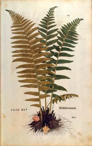 Hím páfrány (Dryopteris filix-mas) Leonhart Fuchstól a De historia stirpium commentarii insignes (Nevezetes megjegyzések a növények történetéhez) színes metszet