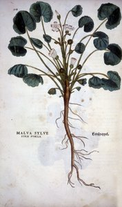 Malva Sylvestre (Nagy lila) - Leonhart Fuchs "A faji megértés története" című filmjében alkotó: Leonhard Fuchs