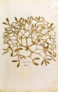 Fagyöngy (Viscum album) Leonhart Fuchs által a De historia stirpium commentarii insignes (Notable Commentaries on the History of Plants) című színes metszetből. alkotó: Leonhard Fuchs