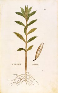 Oleander (Nerium oleander), Leonhart Fuchs a De historia stirpium commentarii insignes-ból (Nevezetes megjegyzések a növények történetéhez), színes metszet alkotó: Leonhard Fuchs