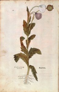 Ópiummák – Leonhart Fuchs Papaver somniferum (Papaver satiuum) a De historia stirpium commentarii insignes-ból (Nevezetes megjegyzések a növények történetéhez), színes metszet alkotó: Leonhard Fuchs