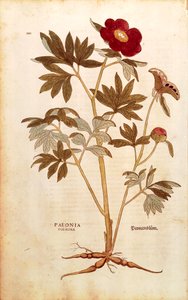 Bazsarózsa - Paeonia officinalis (Paeonia foemina), Leonhart Fuchs a De historia stirpium commentarii insignes-ból (Nevezetes megjegyzések a növények történetéhez), színes metszet
