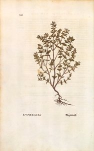 Vörös szemfény (Euphrasia officinalis) Leonhart Fuchs által a De historia stirpium commentarii insignes (Notable Commentaries on the History of Plants) című színes metszetből. alkotó: Leonhard Fuchs