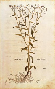 Sneezewort - Achillea ptarmica (Ptarmice) Leonhart Fuchstól a De historia stirpium commentarii insignes (Nevezetes megjegyzések a növények történetéhez) színes metszet alkotó: Leonhard Fuchs