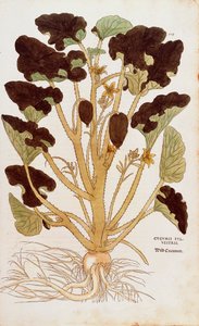 Spriccelő uborka – Leonhart Fuchs Ecbalium elaterium (Cucumis sylvestris) a De historia stirpium commentarii insignes-ból (Nevezetes megjegyzések a növények történetéhez) színes metszet
