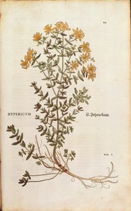 Leonhart Fuchs orbáncfű (Hypericum perforatum) a De historia stirpium commentarii insignes-ból (Nevezetes megjegyzések a növények történetéhez) színes metszet alkotó: Leonhard Fuchs