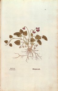 Ibolya (Viola odorata) Leonhart Fuchstól a De historia stirpium commentarii insignes-ból (Nevezetes megjegyzések a növények történetéhez), színes metszet