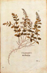Wall Germander - Teucrium chamaedrys (Chamaedrys vera mas) Leonhart Fuchstól a De historia stirpium commentarii insignes (Nevezetes megjegyzések a növények történetéhez) színes metszet alkotó: Leonhard Fuchs