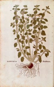 Fehér horehound (Marrubium vulgare) Leonhart Fuchstól a De historia stirpium commentarii insignes (Nevezetes megjegyzések a növények történetéhez) színes metszet alkotó: Leonhard Fuchs