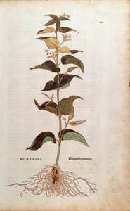 Fehér fecskefű - Cynanchum vincetoxicum (Asclepias) Leonhart Fuchstól a De historia stirpium commentarii insignes (Nevezetes megjegyzések a növények történetéhez) színes metszet alkotó: Leonhard Fuchs
