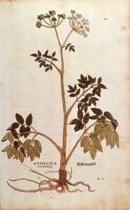 Vad angyalgyökér (Angelica sylvestris) Leonhart Fuchstól a De historia stirpium commentarii insignes (Nevezetes megjegyzések a növények történetéhez) színes metszet alkotó: Leonhard Fuchs