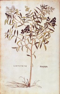 Leonhart Fuchs vadon élő kolostor (Ligustrum vulgare) a De historia stirpium commentarii insignes-ból (Nevezetes megjegyzések a növények történetéhez) színes metszet alkotó: Leonhard Fuchs