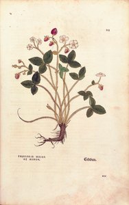 Erdei eper - Fragaria vesca (Fragaria maior et minor), Leonhart Fuchs a De historia stirpium commentarii insignes-ból (Nevezetes megjegyzések a növények történetéhez), színes metszet alkotó: Leonhard Fuchs