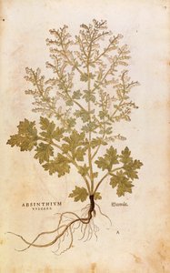 Üres - Artemisia absinthium (Absinthium vulgare), Leonhart Fuchs a De historia stirpium commentarii insignes-ból (Nevezetes megjegyzések a növények történetéhez), színes metszet alkotó: Leonhard Fuchs