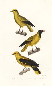 Oriole fajok. alkotó: Leopold Massard