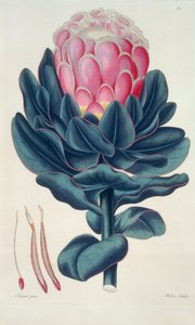 Protea speciosa, Perigonia pistillum (pl.12) a Thesaurus Botanicusból alkotó: Leopold Trattinick