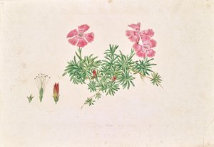 Alpesi szegfű (Dianthus alpinus)