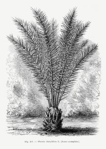  alkotó: Les Palmiers Histoire Iconographique