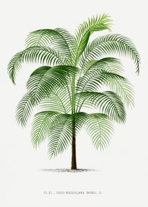 alkotó: Les Palmiers Histoire Iconographique