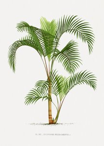  alkotó: Les Palmiers Histoire Iconographique