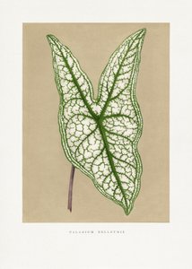  alkotó: Les Plantes a Feuillage Colore