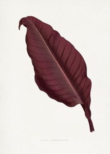  alkotó: Les Plantes a Feuillage Colore