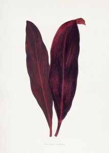  alkotó: Les Plantes a Feuillage Colore