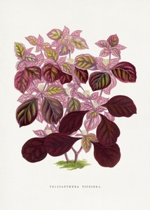  alkotó: Les Plantes a Feuillage Colore