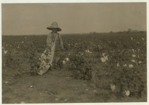 Az 5 éves Willie Hesse napi 15 kiló gyapotot szed fel szülei 80 hektáros farmján, a texasi West közelében, 1913-ban. alkotó: Lewis Wickes Hine