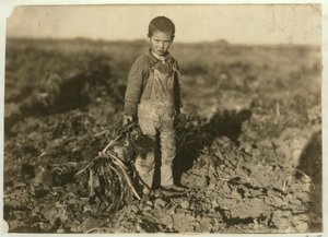 6 éves Jo cukorrépát húz egy farmon Sterling közelében, Colorado államban, 1915 alkotó: Lewis Wickes Hine