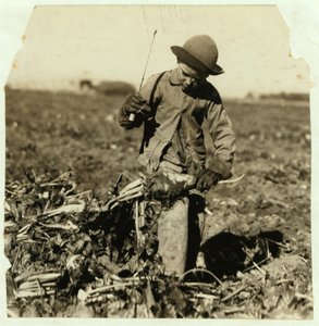 A 7 éves Alex Reiber folytatja a cukorrépa felszedését, miután "beakasztotta" a térdét, Sterling mellett, Colorado, 1915 alkotó: Lewis Wickes Hine