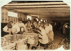 8 éves Rosy napi 14 órát dolgozik osztriga-suckerként a Dunbar Cannery-ban, Louisiana, 1911 alkotó: Lewis Wickes Hine