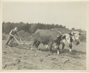 Vidéki jelenet Maine középső részén, sok ökröt még mindig használnak alkotó: Lewis Wickes Hine