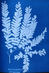 Egy észak-amerikai páfrány, Adiantum pedatum cianotípusa alkotó: Unbekannt Unbekannt