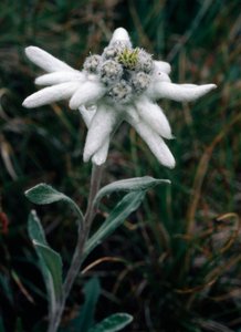 Edelweiss (fotó) alkotó: Unbekannt Unbekannt