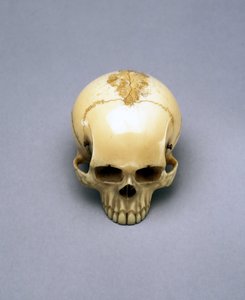 Koponyamodell, valószínűleg netsuke, japán alkotó: Unbekannt Unbekannt