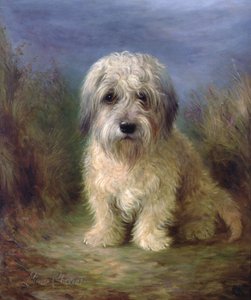 Dandie Dinmont terrier (olaj, vászon)