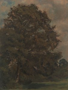 Egy kőrisfa tanulmányozása alkotó: Lionel Constable