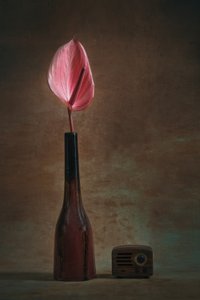 Elegáns anthurium és rádió