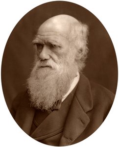 Charles Darwin, 1878. alkotó: Lock and Whitfield