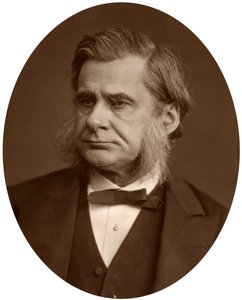 Thomas Henry Huxley professzor, 1880. alkotó: Lock and Whitfield