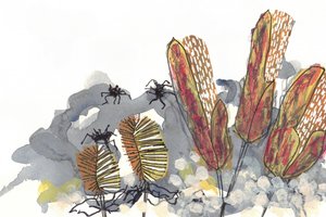 A Banksia-nemzetséghez tartozó pókok alkotó: Lori Ann Folz