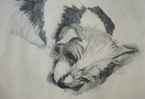Jack Russel, 2015,