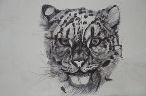 Snow Leopard, 2016, (bicó papíron) alkotó: Lou Gibbs