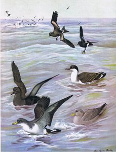 Illusztráció a The Natural History of American Birds of Eastern and Central North America pubból. írta: Bramhall House 1970 körül