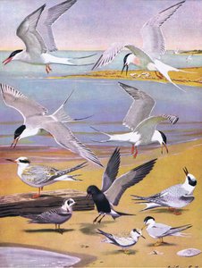 Illusztráció a The Natural History of American Birds of Eastern and Central North America pubból. írta: Bramhall House 1970 körül