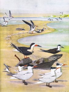 Illusztráció a The Natural History of American Birds of Eastern and Central North America pubból. írta: Bramhall House 1970 körül
