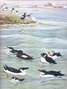 Illusztráció a The Natural History of American Birds of Eastern and Central North America pubból. írta: Bramhall House 1970 körül