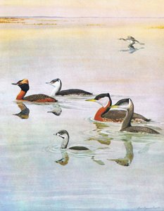 Illusztráció a The Natural History of American Birds of Eastern and Central North America pubból. írta: Bramhall House 1970 körül